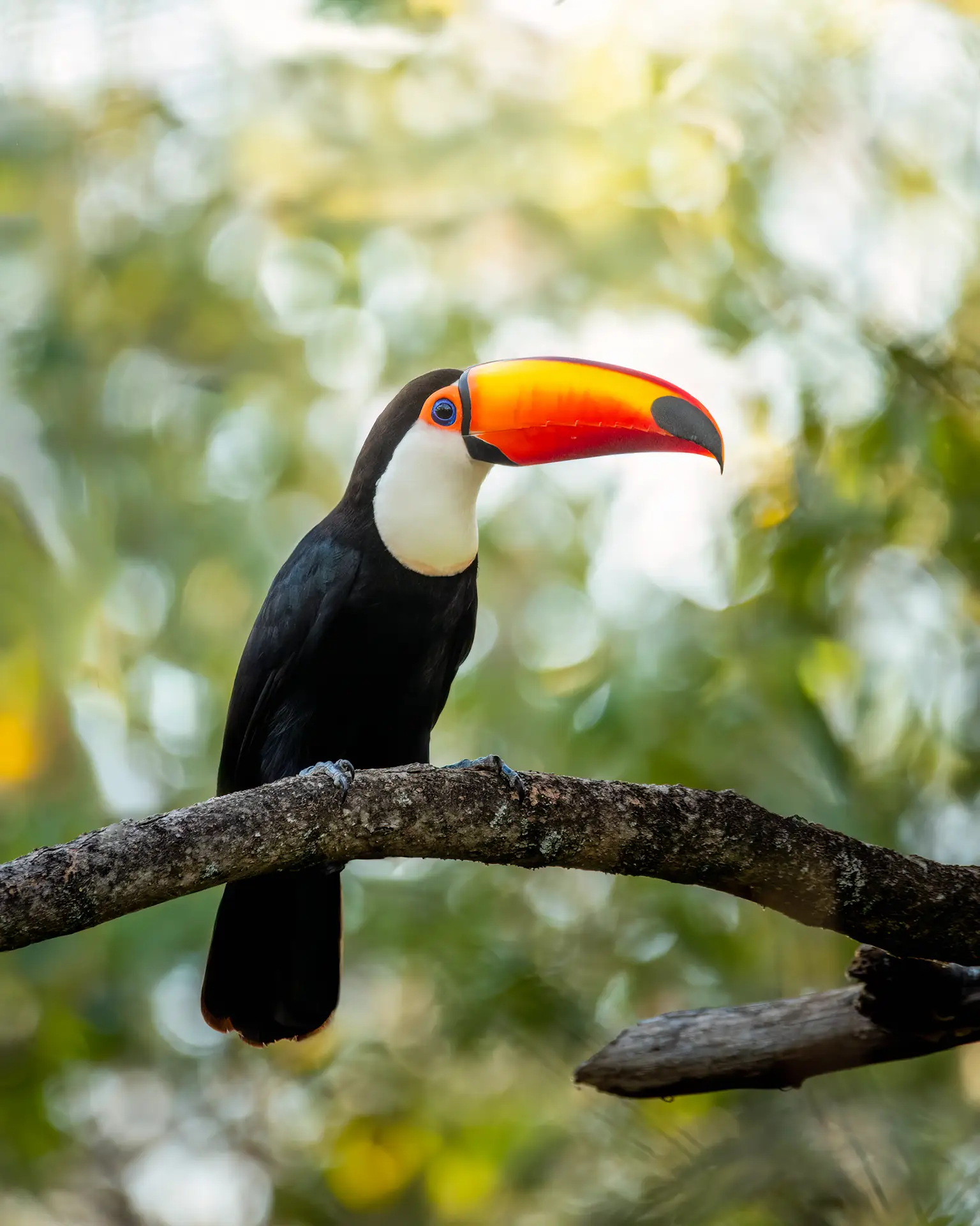 Toco Toucan