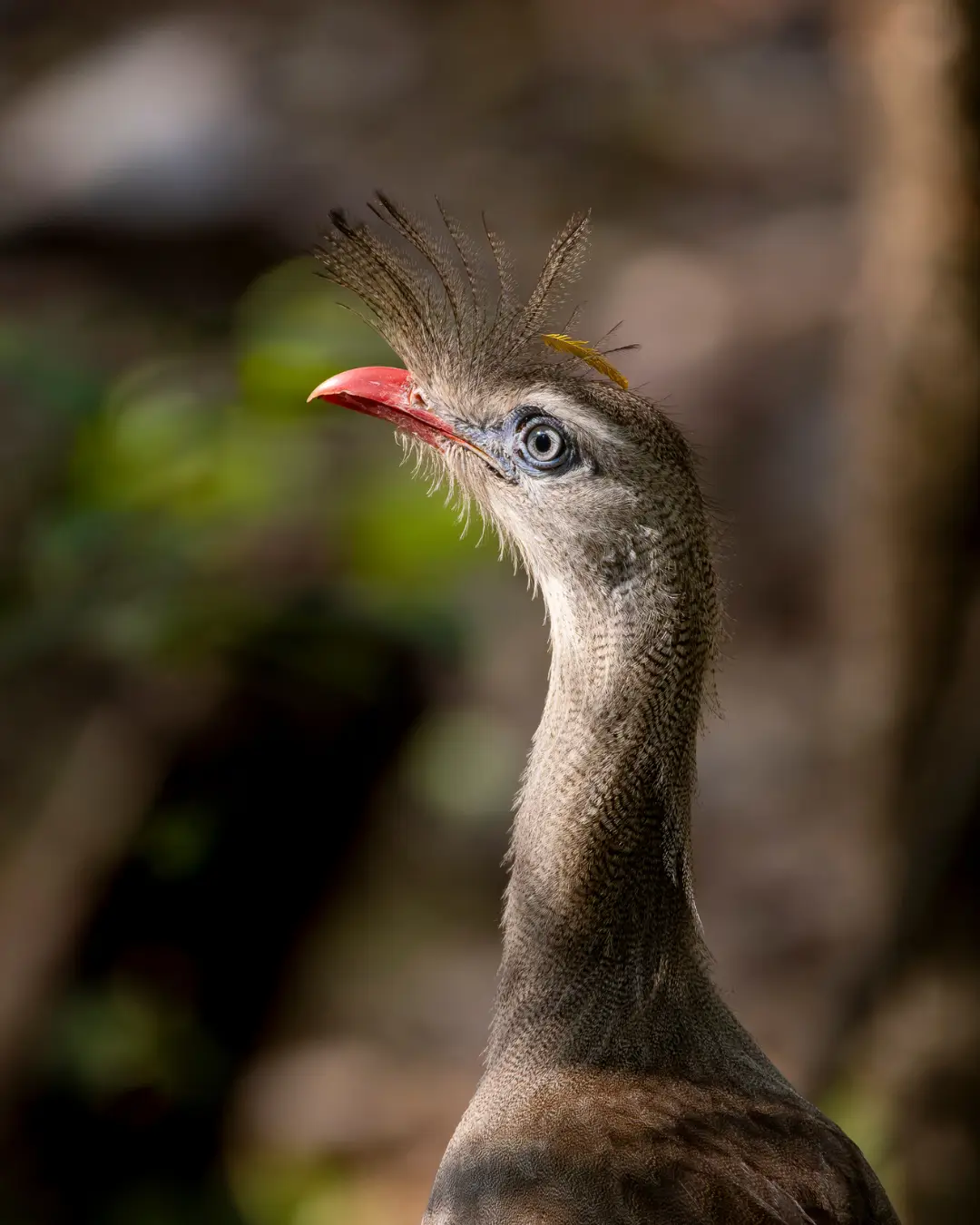 Red-legged Seriema