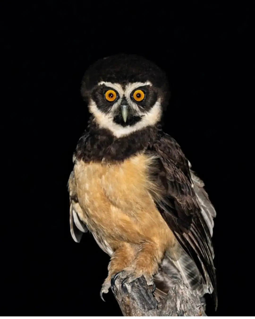 Yungas Pygmy Owl