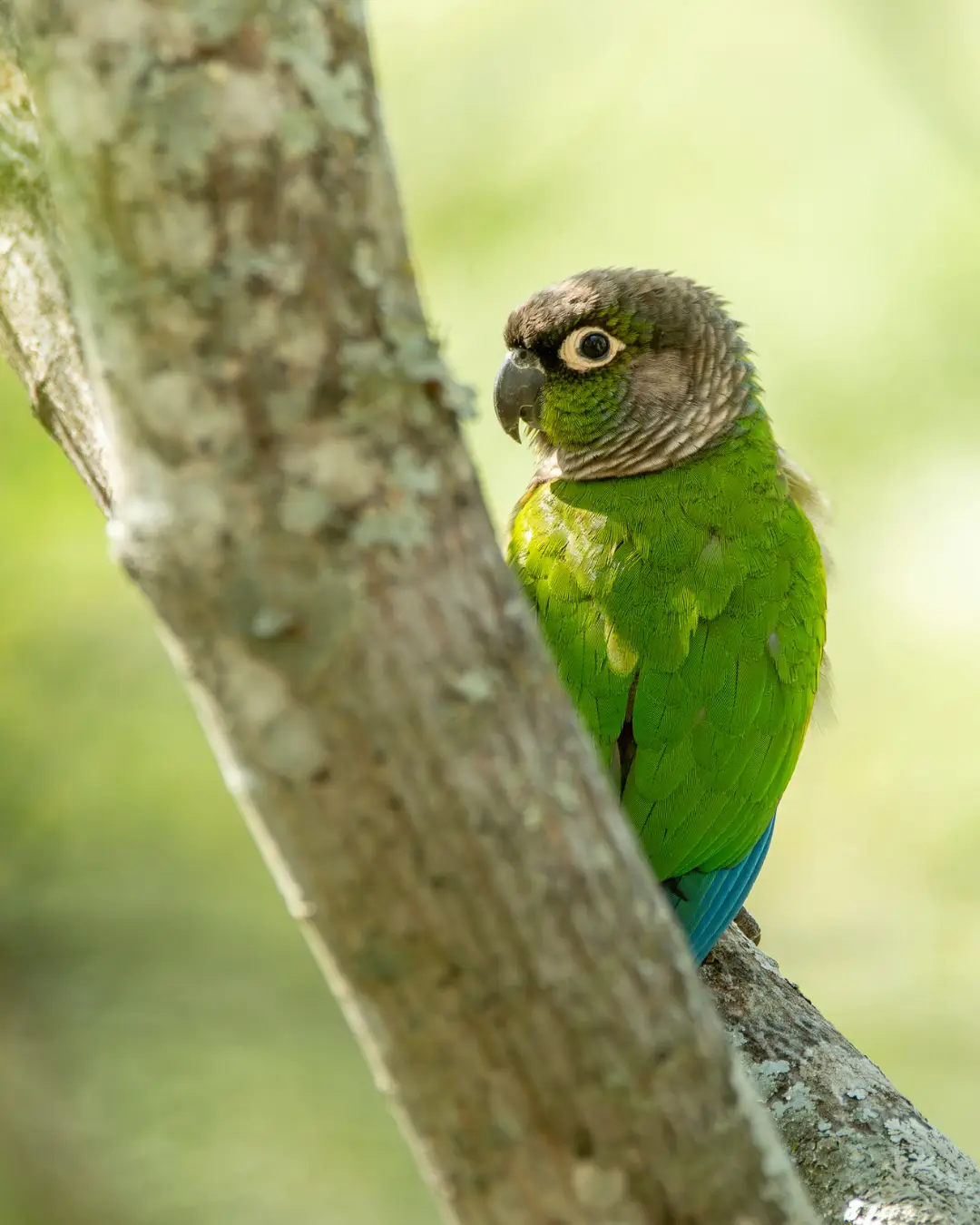 Tucumán Amazon