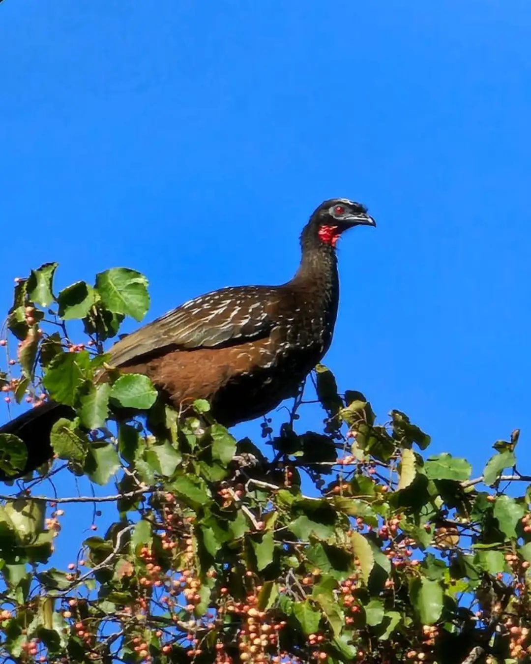 Dusky-legged Guan