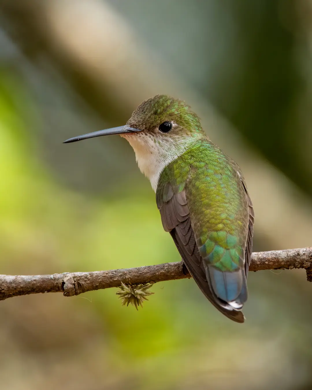 White-bellied Hummingbird