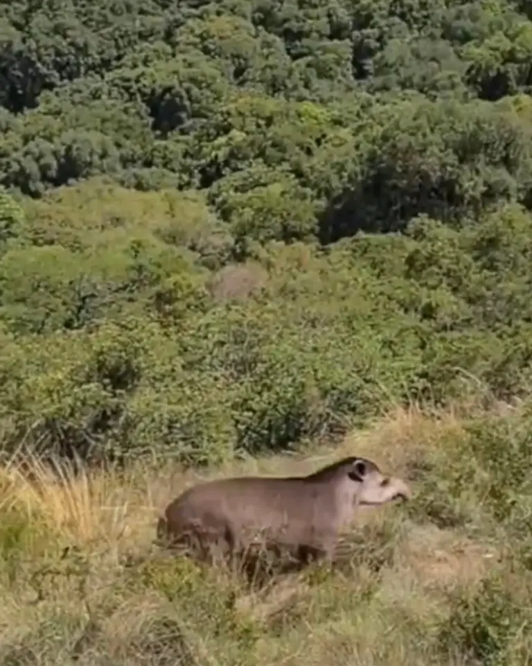 tapir yungas