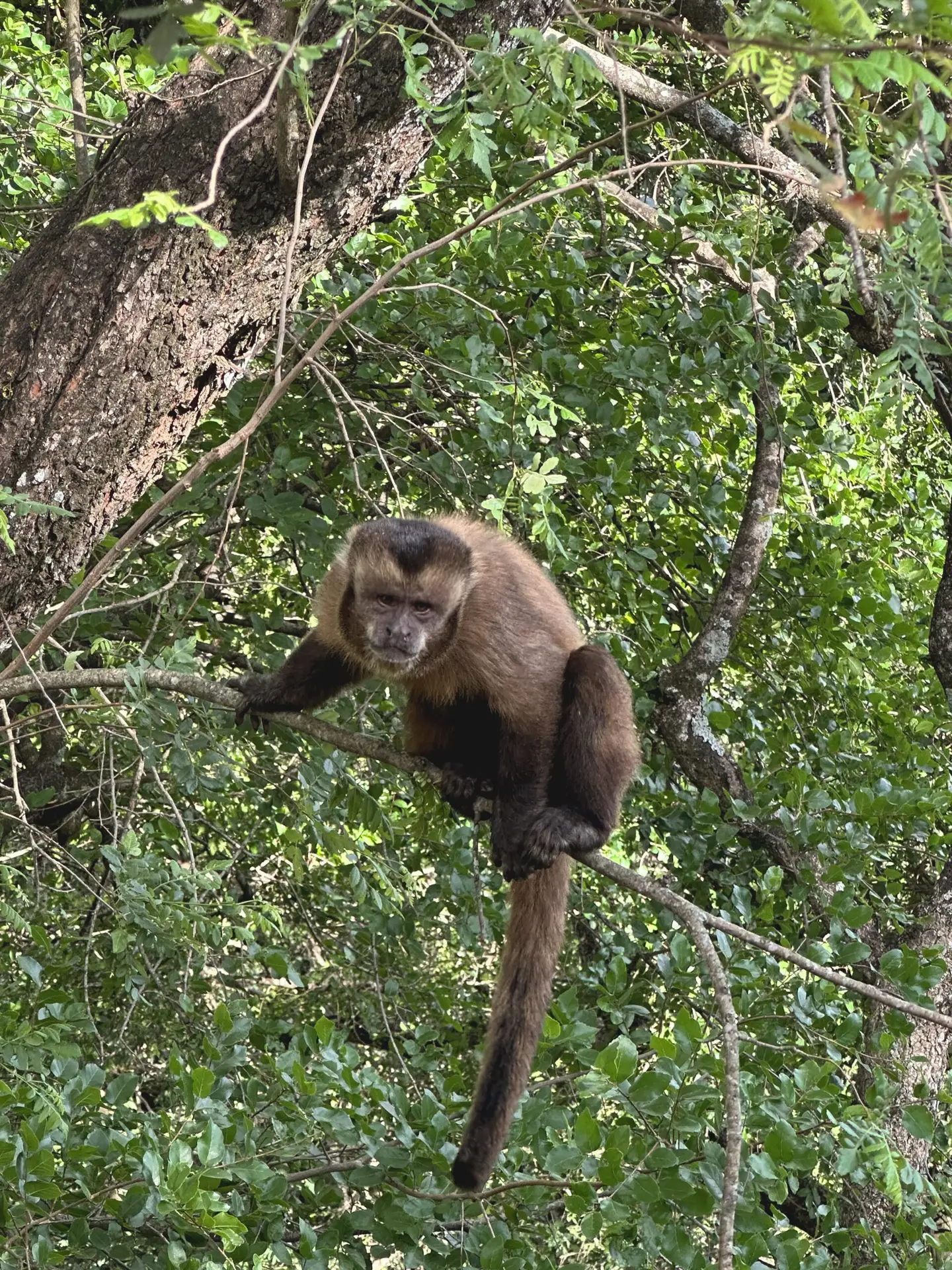 Wildlife