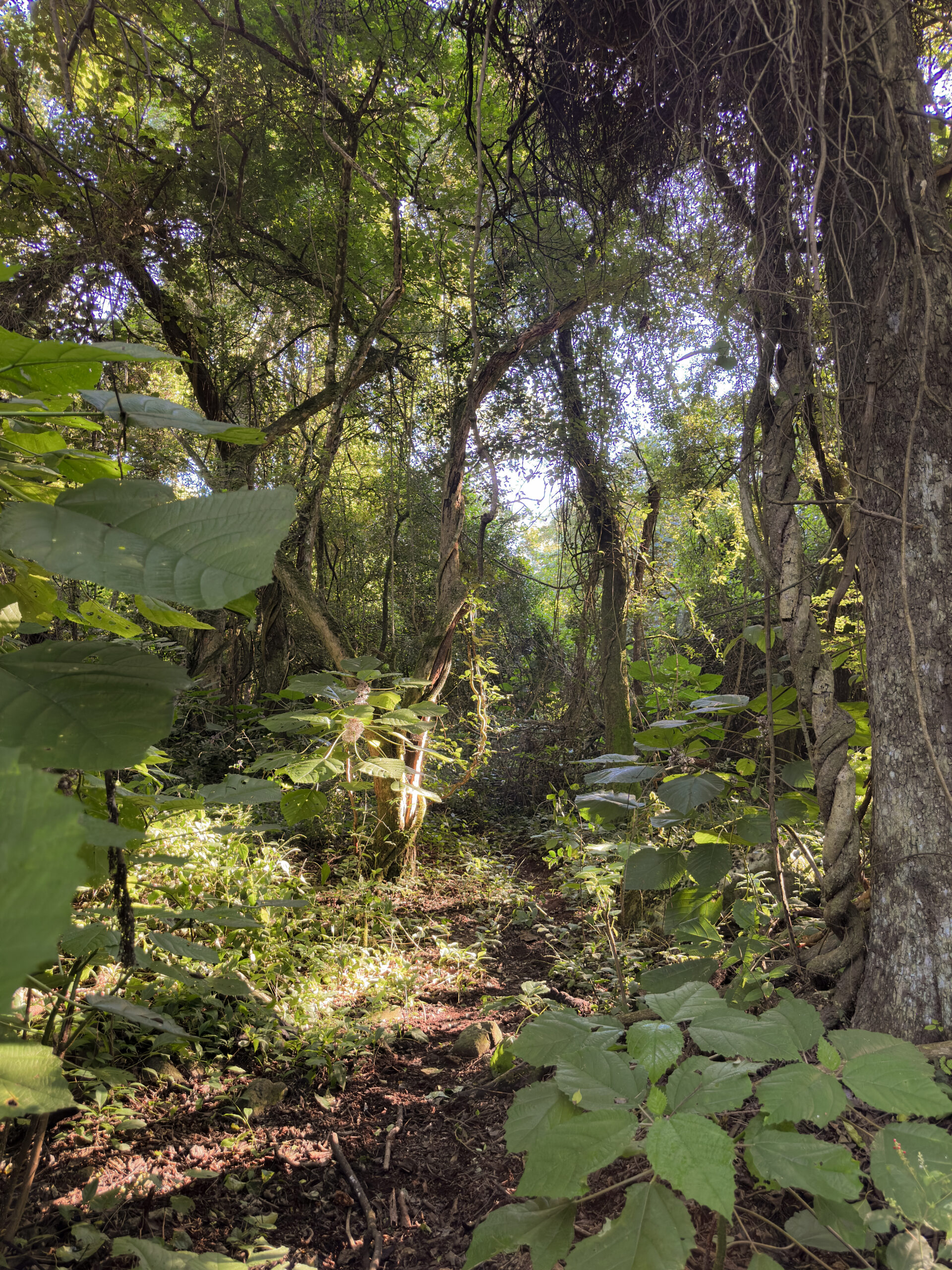 Trekking Las Yungas Finca La Fé