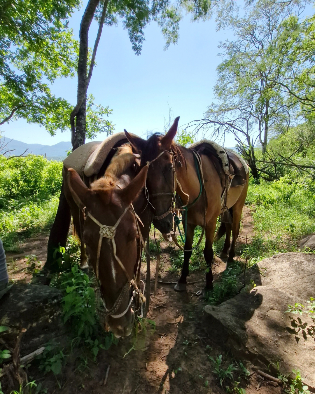 Cabalgata Las Yungas Finca La Fé