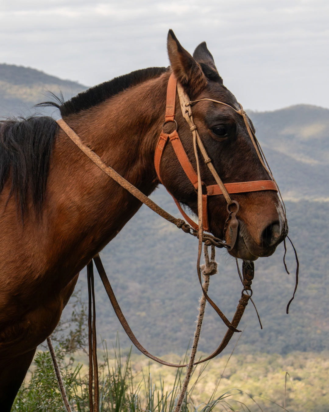 Cabalgata Las Yungas Finca La Fé