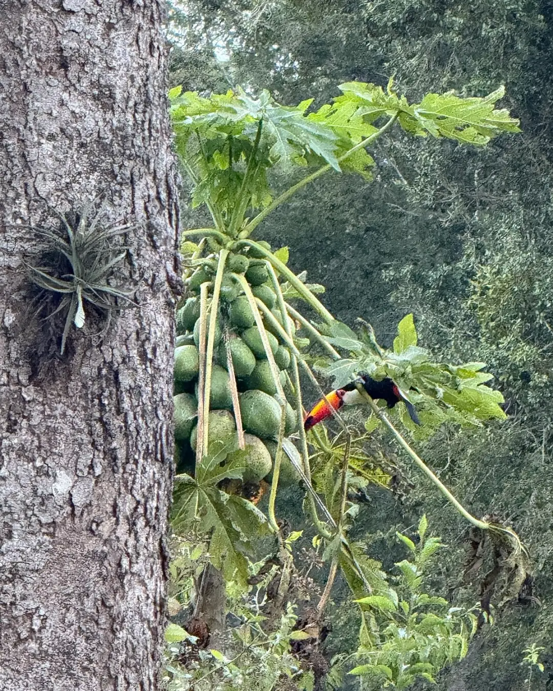 Cabalgata Las Yungas Finca La Fé