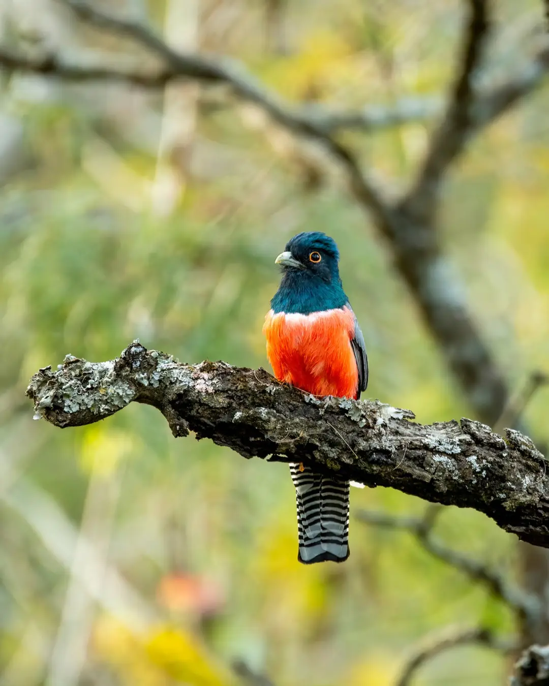 Yungas birds
