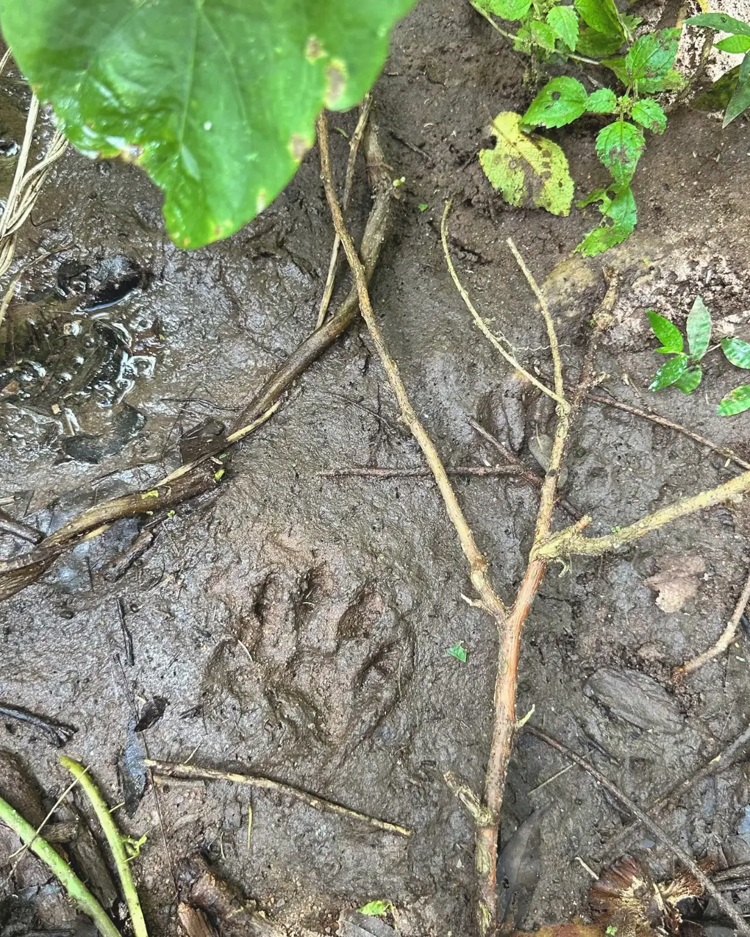 Trekking Las Yungas Finca La Fé