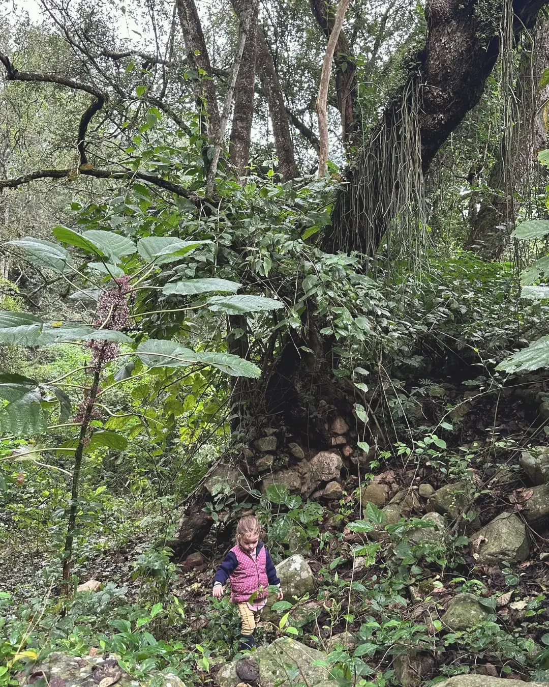 Primeros pasos en la selva